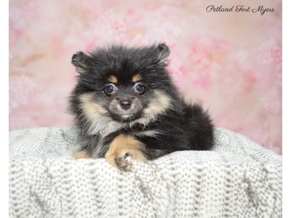 Pomeranian DOG Female Black & Tan 22827 Petland Fort Myers, Florida