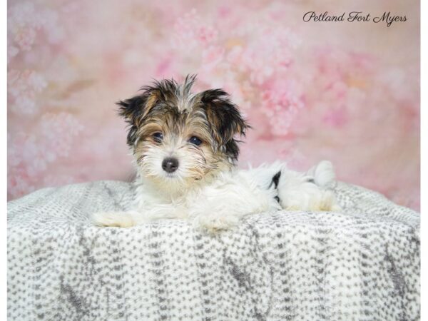 Morkie (Maltese/Yorkshire Terrier) DOG Female Tri 22826 Petland Fort Myers, Florida