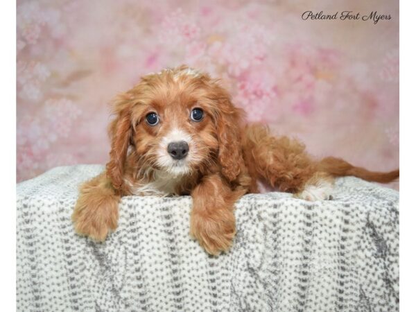 Cavalier/ Poodle DOG Female Red & White 22825 Petland Fort Myers, Florida