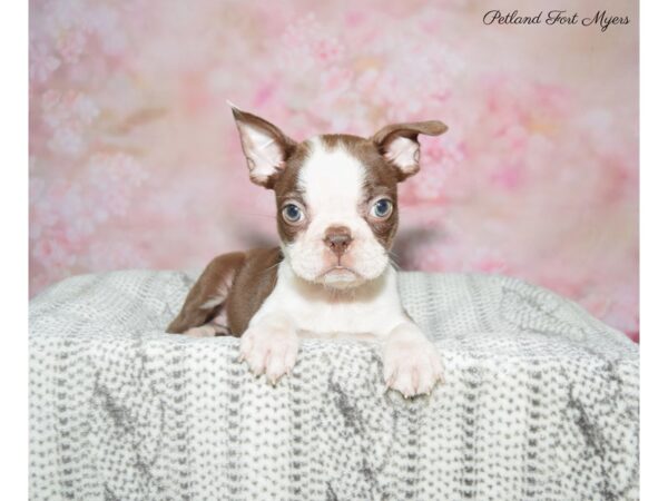 Boston Terrier DOG Female Red & White 22824 Petland Fort Myers, Florida