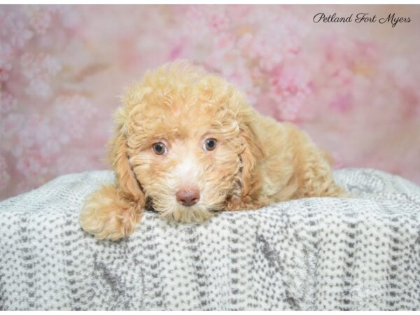 Poodle DOG Female Apricot 22823 Petland Fort Myers, Florida