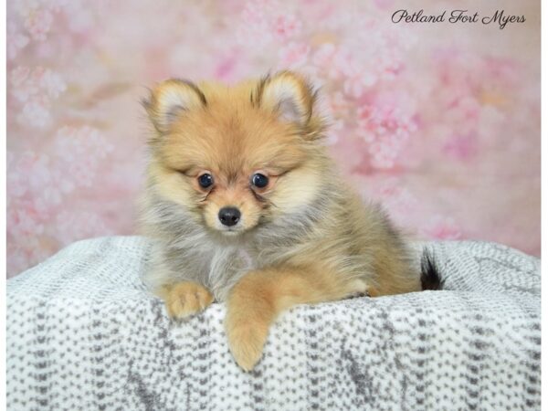 Pomeranian DOG Male Tn 22822 Petland Fort Myers, Florida