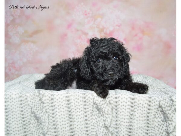 Miniature Poodle DOG Male Black 22821 Petland Fort Myers, Florida