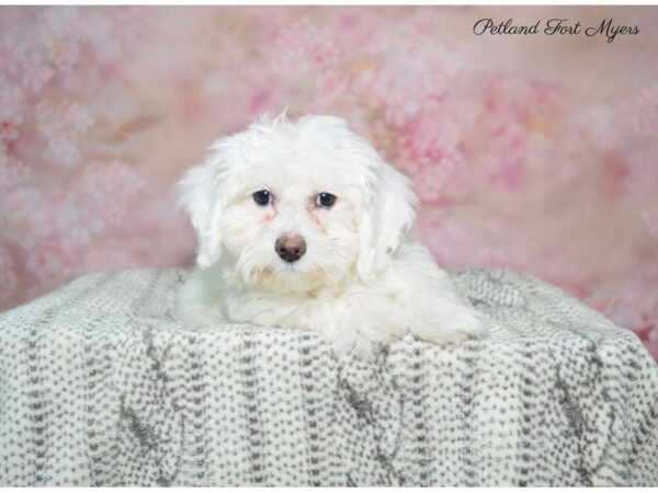 Coton De Tulear-DOG-Female-Wh-22818-Petland Fort Myers, Florida