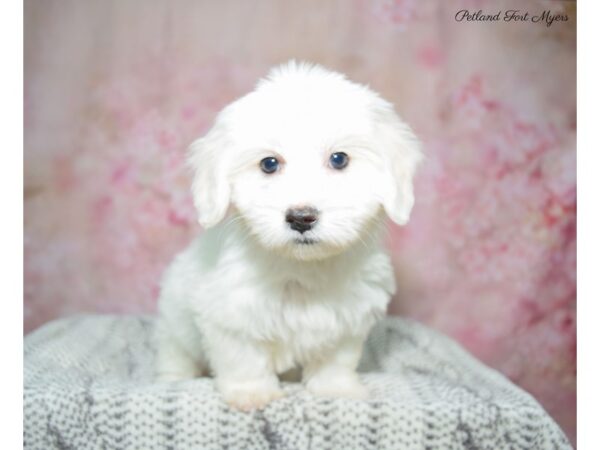 Coton De Tulear DOG Female White 22864 Petland Fort Myers, Florida