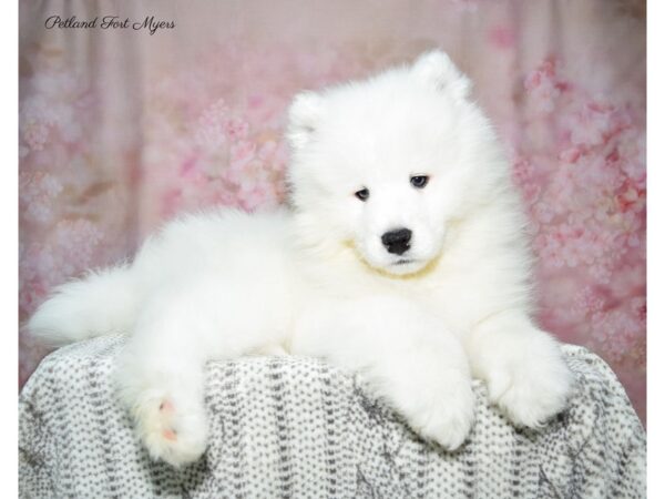 Samoyed DOG Female White 22863 Petland Fort Myers, Florida