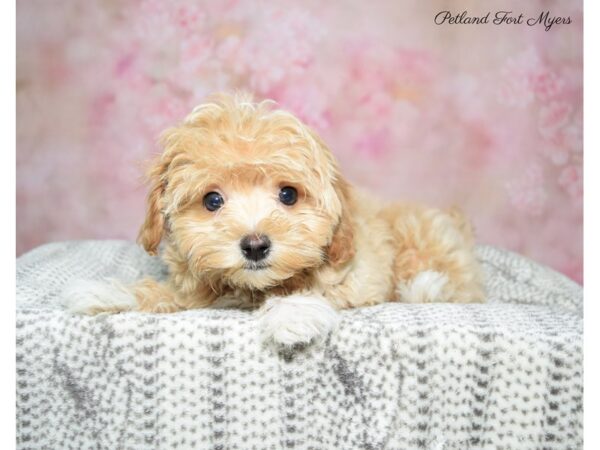 Maltipoo (Maltese/Poodle) DOG Female Tan & White 22862 Petland Fort Myers, Florida