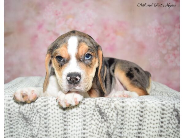 Beabull-DOG-Male-Bl Mrl & Tn-22861-Petland Fort Myers, Florida