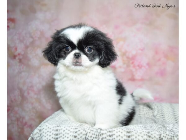 Pekingese-DOG-Male-Black & White-22860-Petland Fort Myers, Florida