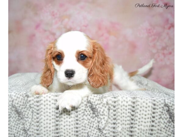 Cavalier King Charles Spaniel DOG Male Blenheim 22859 Petland Fort Myers, Florida