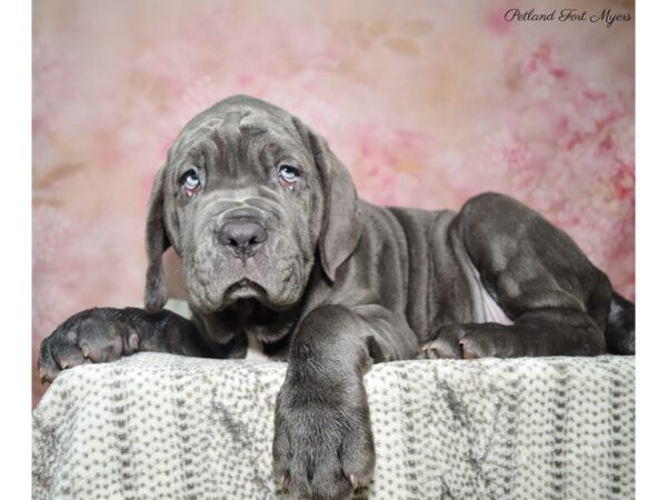 Neapolitan Mastiff-DOG-Female-Bl-22858-Petland Fort Myers, Florida