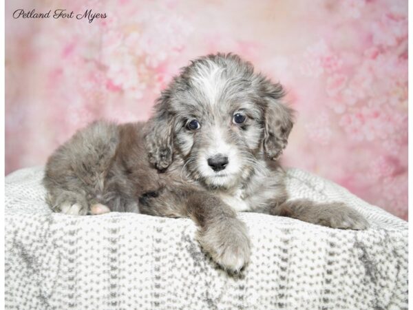 Miniature Aussie Poo DOG Female Blue Merle 22857 Petland Fort Myers, Florida