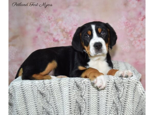 Greater Swiss MT Dog-DOG-Male-Black  White & Tan-22855-Petland Fort Myers, Florida