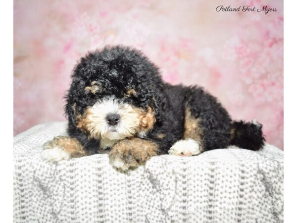 Bernedoodle DOG Male Tri 22854 Petland Fort Myers, Florida