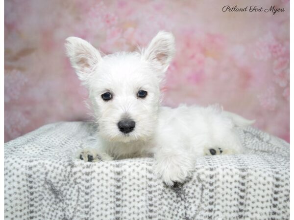 West Highland Terrier DOG Female White 22853 Petland Fort Myers, Florida