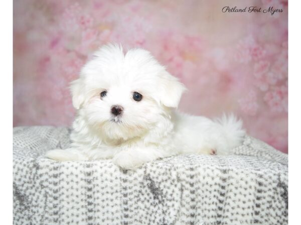 Maltese DOG Female Wh 22852 Petland Fort Myers, Florida