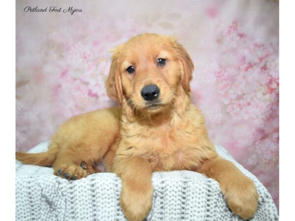 Golden Retriever DOG Female Golden 22851 Petland Fort Myers, Florida