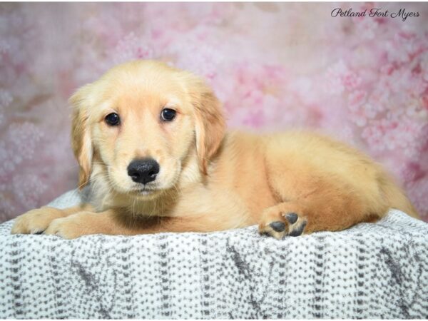 Golden Retriever DOG Male Golden 22850 Petland Fort Myers, Florida