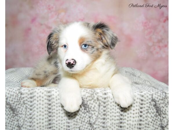 Miniature American Shepherd DOG Female BL MRL 22849 Petland Fort Myers, Florida