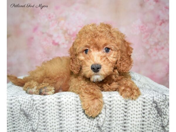 Cavalier/ Poodle DOG Male Red 22848 Petland Fort Myers, Florida