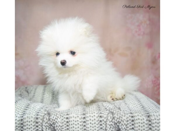 Pomeranian DOG Female White 22884 Petland Fort Myers, Florida