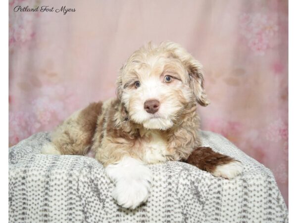 Miniature Aussie Poo DOG Male Chocolate Merle 22879 Petland Fort Myers, Florida