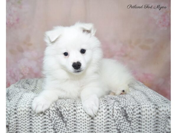 American Eskimo DOG Female White 22878 Petland Fort Myers, Florida