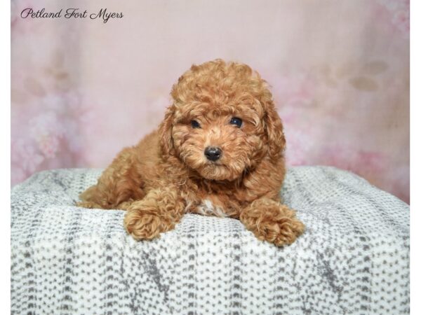 Miniature Poodle DOG Male Rd 22877 Petland Fort Myers, Florida