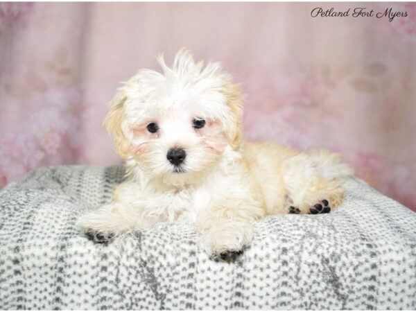 Maltese/Morkie-DOG-Male-Apct-22875-Petland Fort Myers, Florida