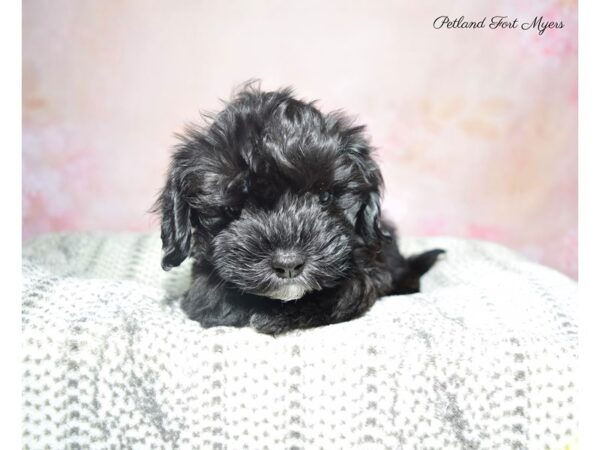 Havapoo-DOG-Male-Black-22873-Petland Fort Myers, Florida