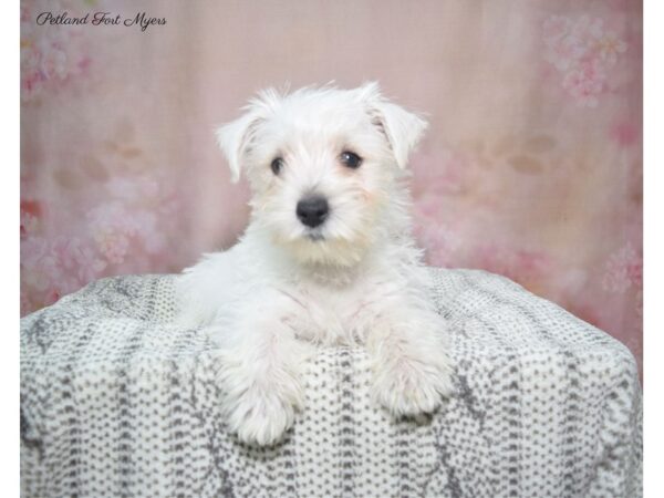 West Highland White Terrier DOG Female White 22872 Petland Fort Myers, Florida