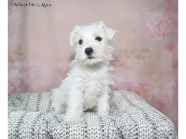 West Highland White Terrier-DOG-Male-White-22871-Petland Fort Myers, Florida