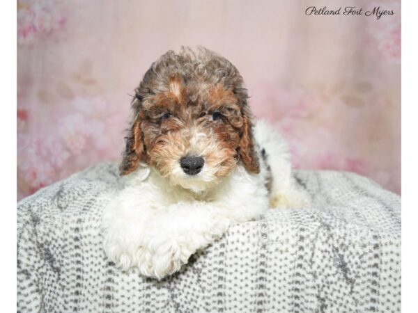 Miniature Poodle-DOG-Male-Blue Merle & Tan-22869-Petland Fort Myers, Florida