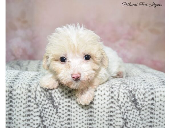 Maltipoo (Maltese/Poodle) DOG Female Cream 22868 Petland Fort Myers, Florida