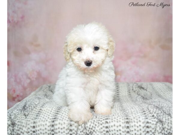 Maltese/Poodle-DOG-Male-Cream-22867-Petland Fort Myers, Florida