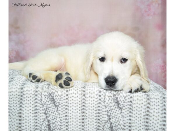 Golden Retriever DOG Female Cream 22866 Petland Fort Myers, Florida