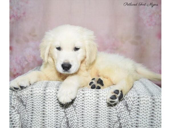 Golden Retriever DOG Male Cream 22865 Petland Fort Myers, Florida