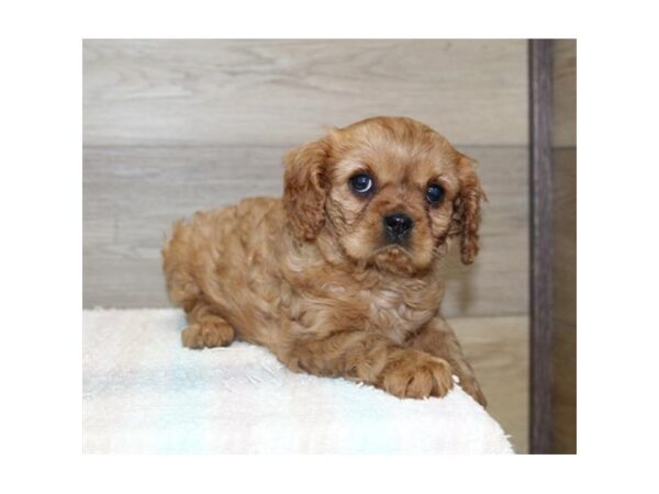 Cavalier King Charles Spaniel DOG Female Ruby 22914 Petland Fort Myers, Florida