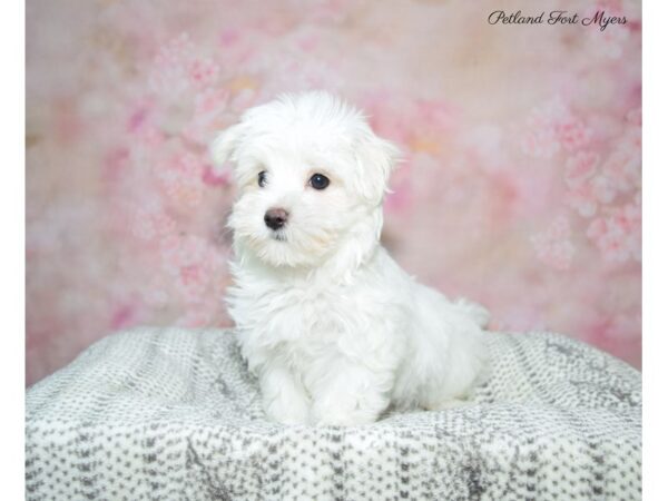 Maltese DOG Male wh 22900 Petland Fort Myers, Florida