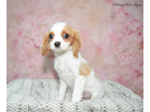 Cavalier King Charles Spaniel DOG Male bheim 22899 Petland Fort Myers, Florida