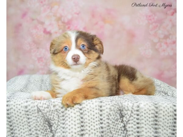 Miniature American Shepherd-DOG-Female-rd mrl-22898-Petland Fort Myers, Florida