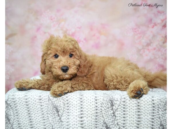 Poodle/Goldendoodle DOG Male rd 22897 Petland Fort Myers, Florida