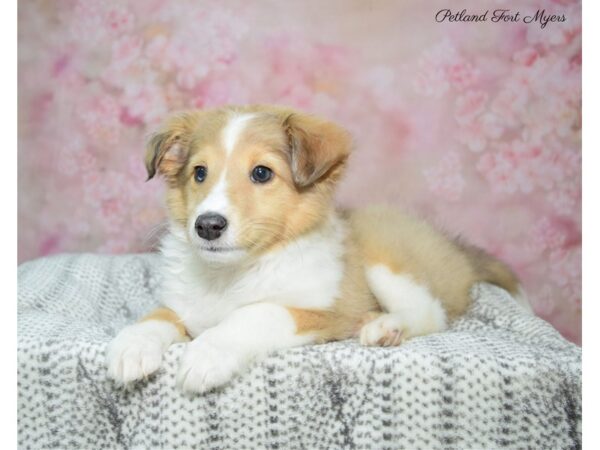 Shetland Sheepdog DOG Male Sbl 22896 Petland Fort Myers, Florida