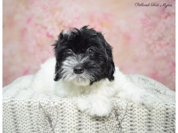 Coton De Tulear DOG Male BLK and WH 22894 Petland Fort Myers, Florida