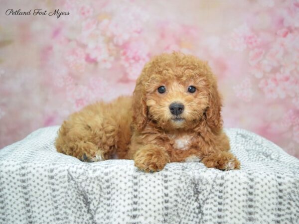 Miniature Poodle-DOG-Female-Apct-22892-Petland Fort Myers, Florida