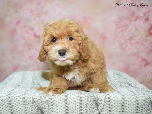 Cockapoo / Poodle DOG Female Red 22891 Petland Fort Myers, Florida