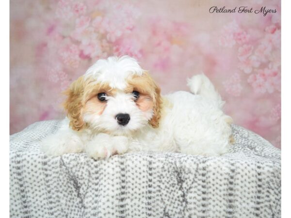 Cavapoo DOG Female Tn/ Wh 22889 Petland Fort Myers, Florida