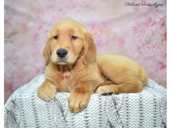 Golden Retriever DOG Female Golden 22888 Petland Fort Myers, Florida