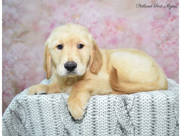 Golden Retriever DOG Male Golden 22886 Petland Fort Myers, Florida