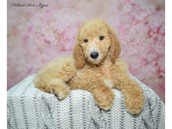 Standard Poodle-DOG-Female-Apricot-22885-Petland Fort Myers, Florida